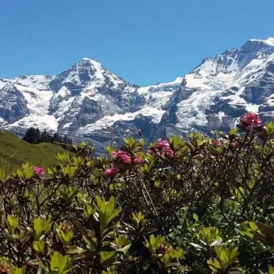 wengen-ferienwohnung-apartment-rental-luise-studio-41