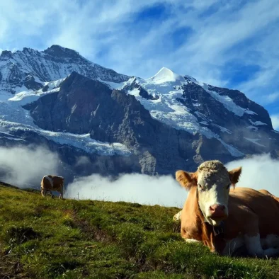 wengen-ferienwohnung-apartment-rental-luise-studio-42